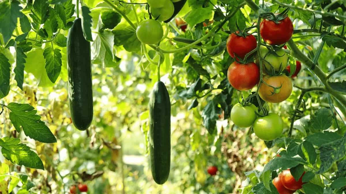 7 Kitchen Gardening Tips To Grow Your Own Vegetables And Herbs