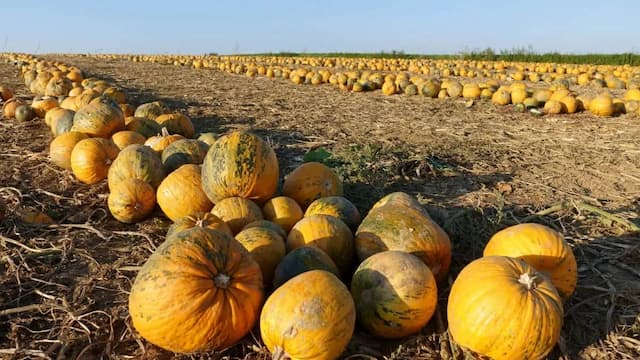 How To Grow Pumpkins: Essential Tips To Keep In Mind