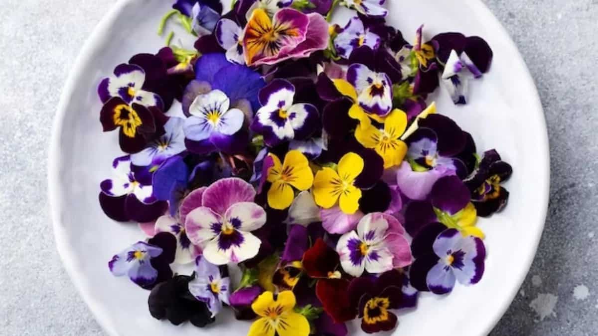 7 Flower Plants To Increase The Beauty Of Your Home Garden