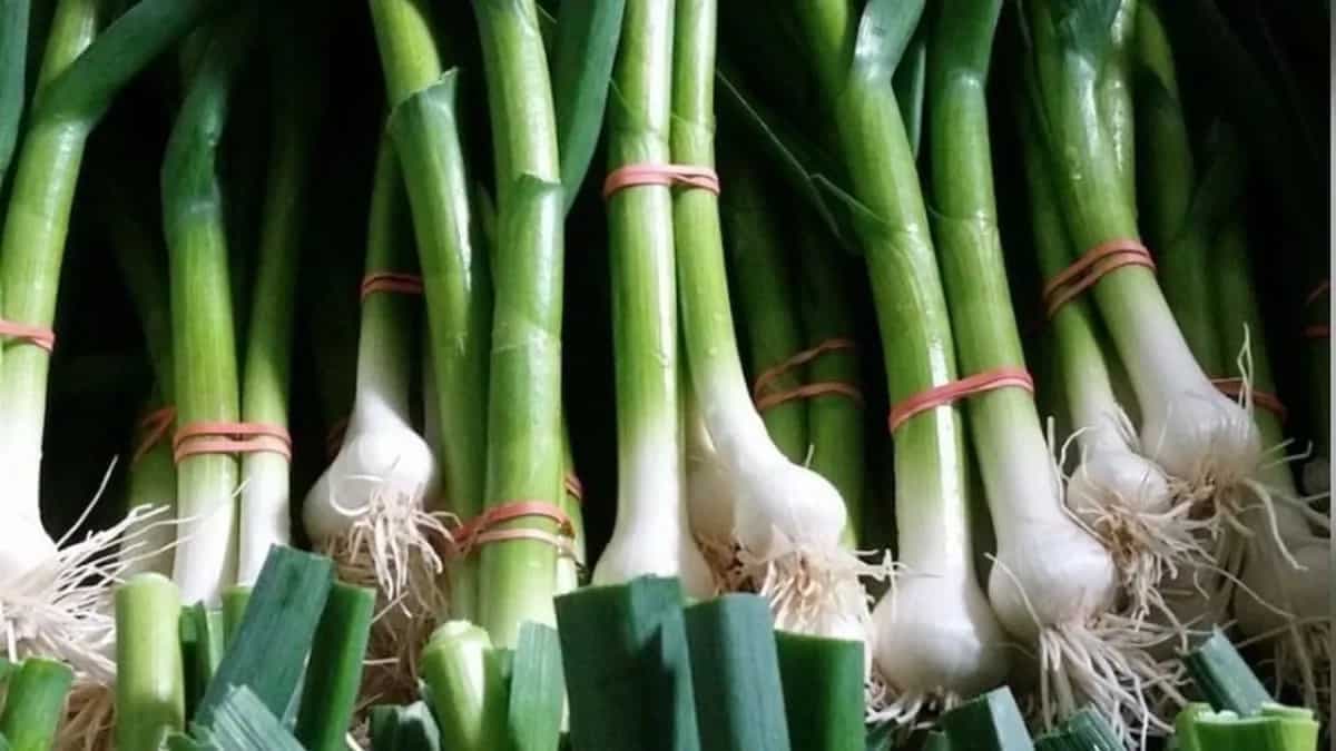 6 Health Benefits Of Eating Green Garlic In Winter Season