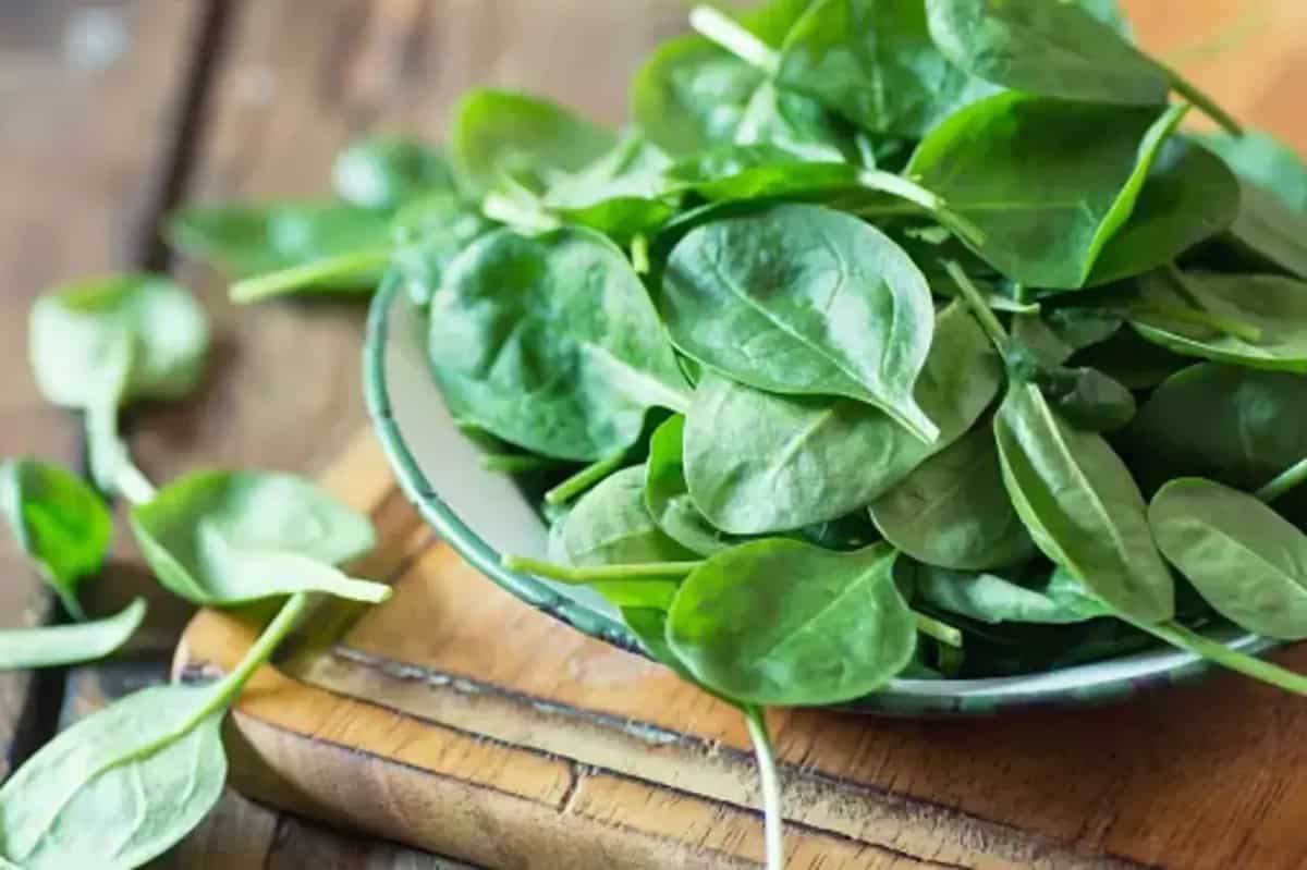How To Grow Spinach In Your Home Garden? 7 Tips To Follow
