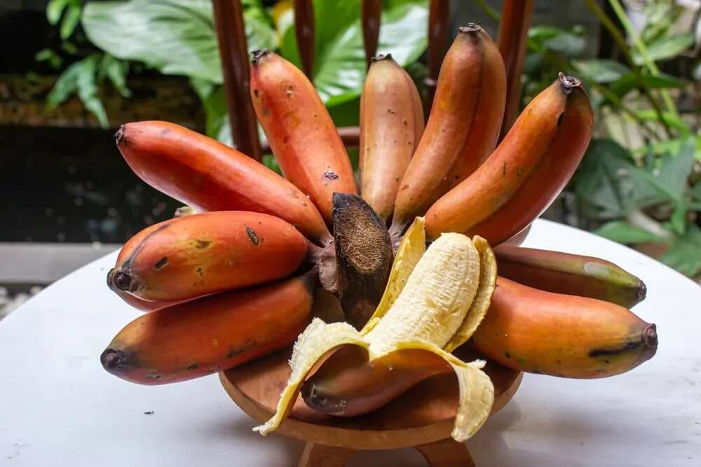 Robusta to Red: 7 Indian Banana Varieties To Try   
