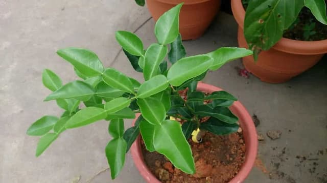 Growing Kaffir Lime Leaves: Essential Tips To Keep In Mind