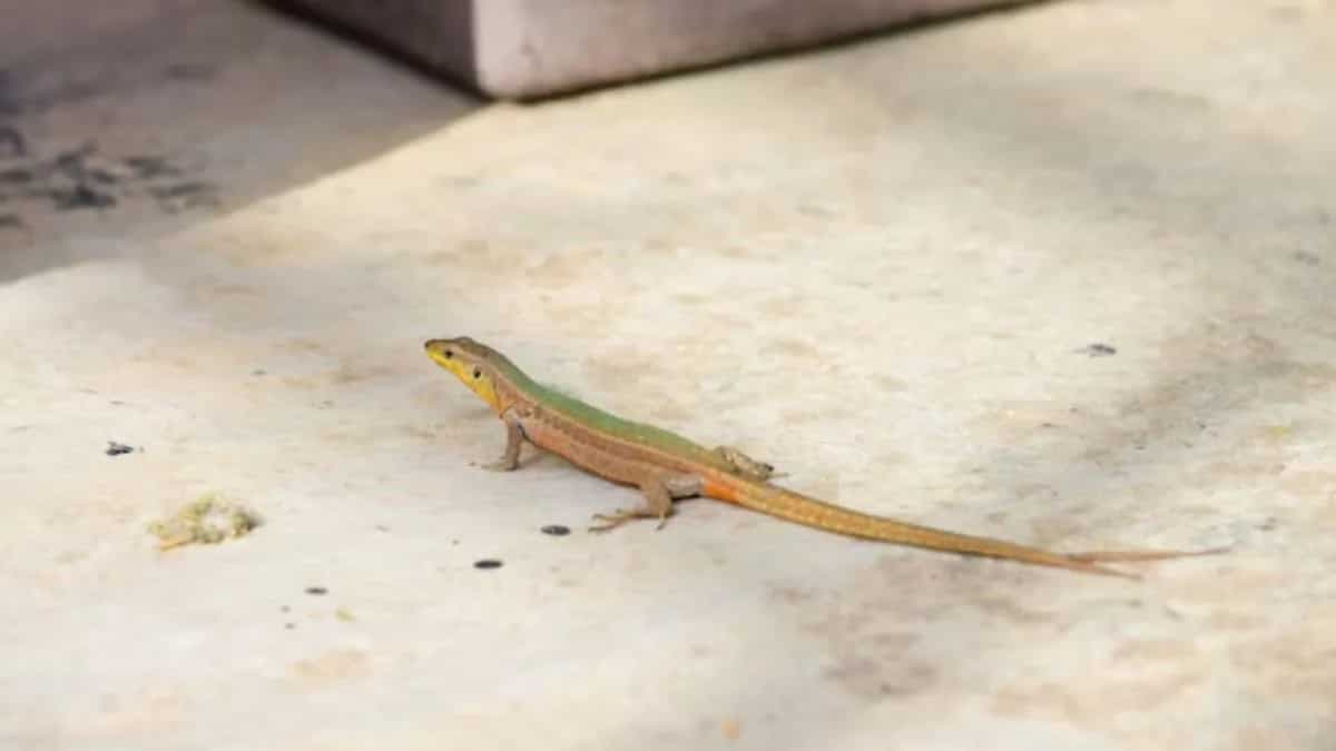 Tips And Tricks To Remove Lizards From Your Kitchen