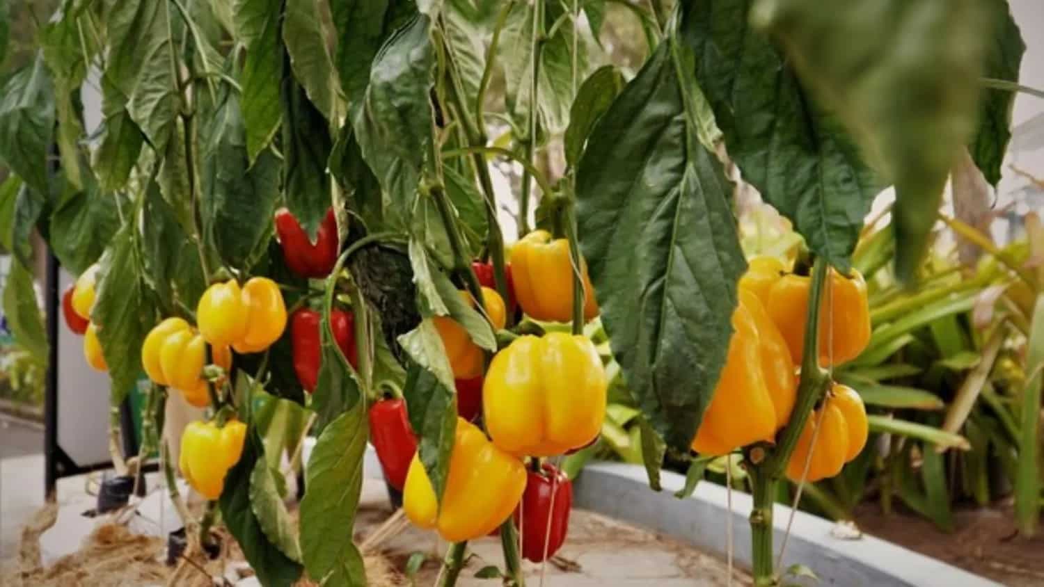 Grow Fresh Pepper Plants At Home With These Easy Steps