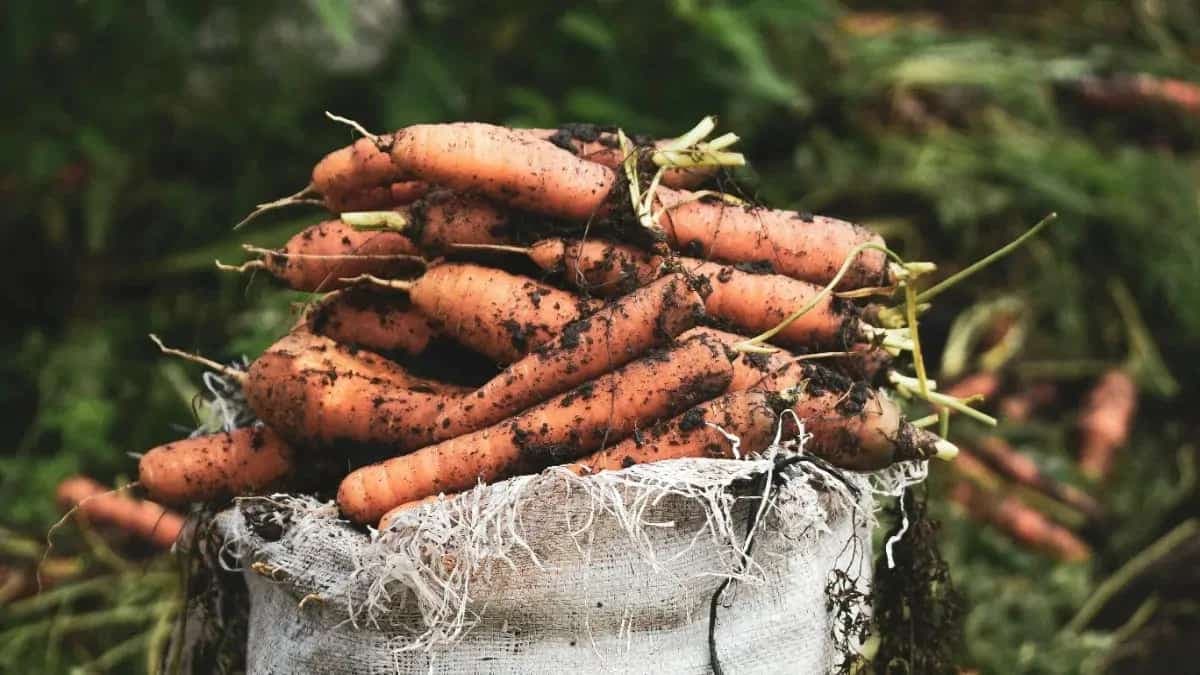 Carrot Seeds: Grow Delicious Veggies In Your Kitchen Garden