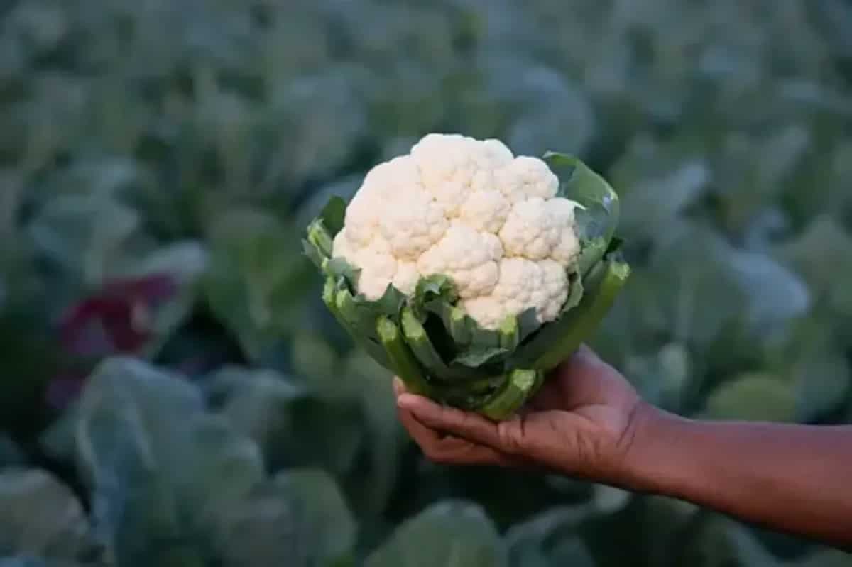 How To Grow Cauliflowers In Your Home Garden? A Beginner's Guide