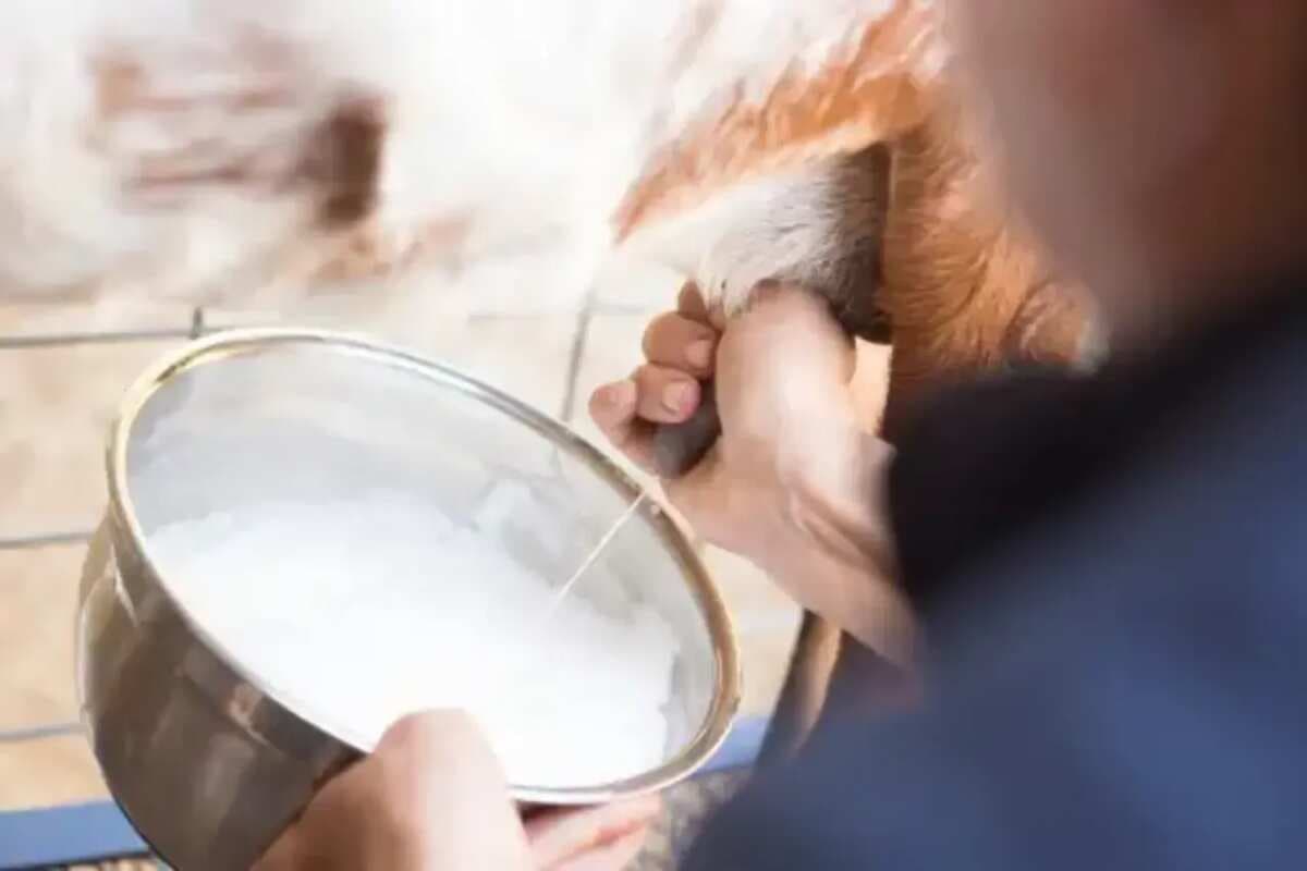 Exploring 7 Health Benefits Of Consuming Goat's Milk