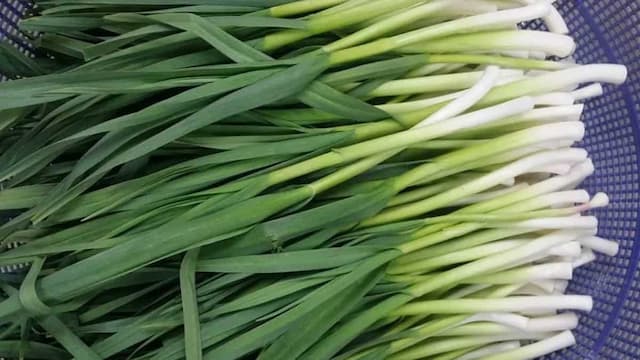 Growing Green Garlic At Home: Essential Tips To Keep In Mind