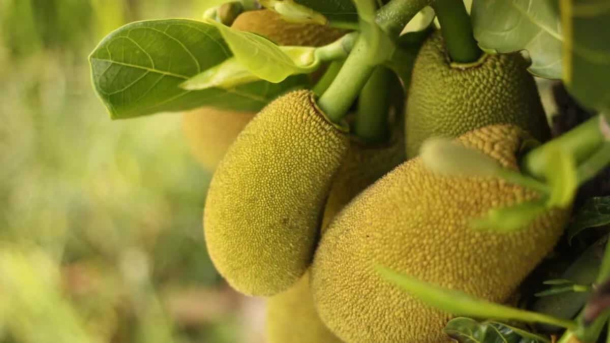 Jackfruit Leaves; Do You Know Its Benefits?