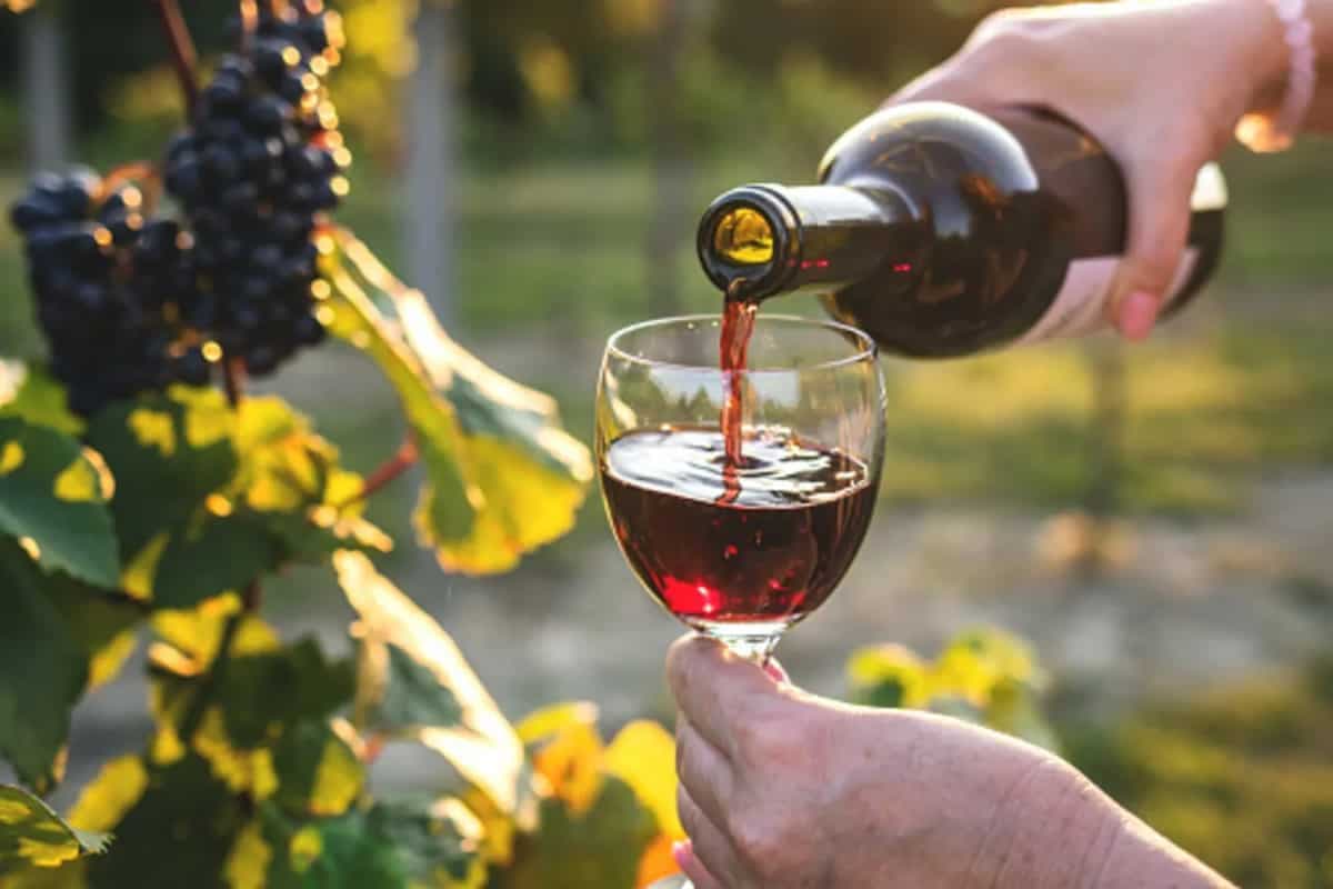 Everything You Need To Know About Merlot Wine