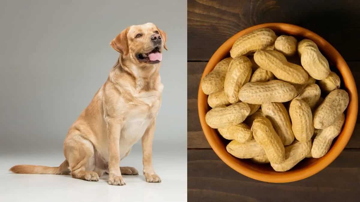 Can Dogs Eat Peanuts? Learn About Safe Snacking For Your Pet