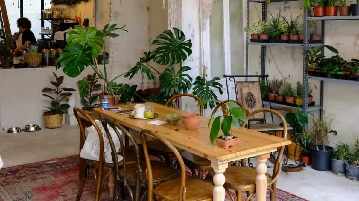 How To Grow Monstera? A Perfect Plant For Your Dining Space