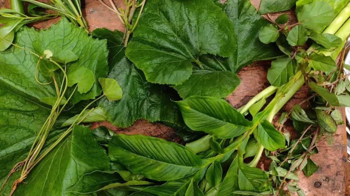 Wild India, Exploring The Rise Of Uncultivated, Foraged Greens 