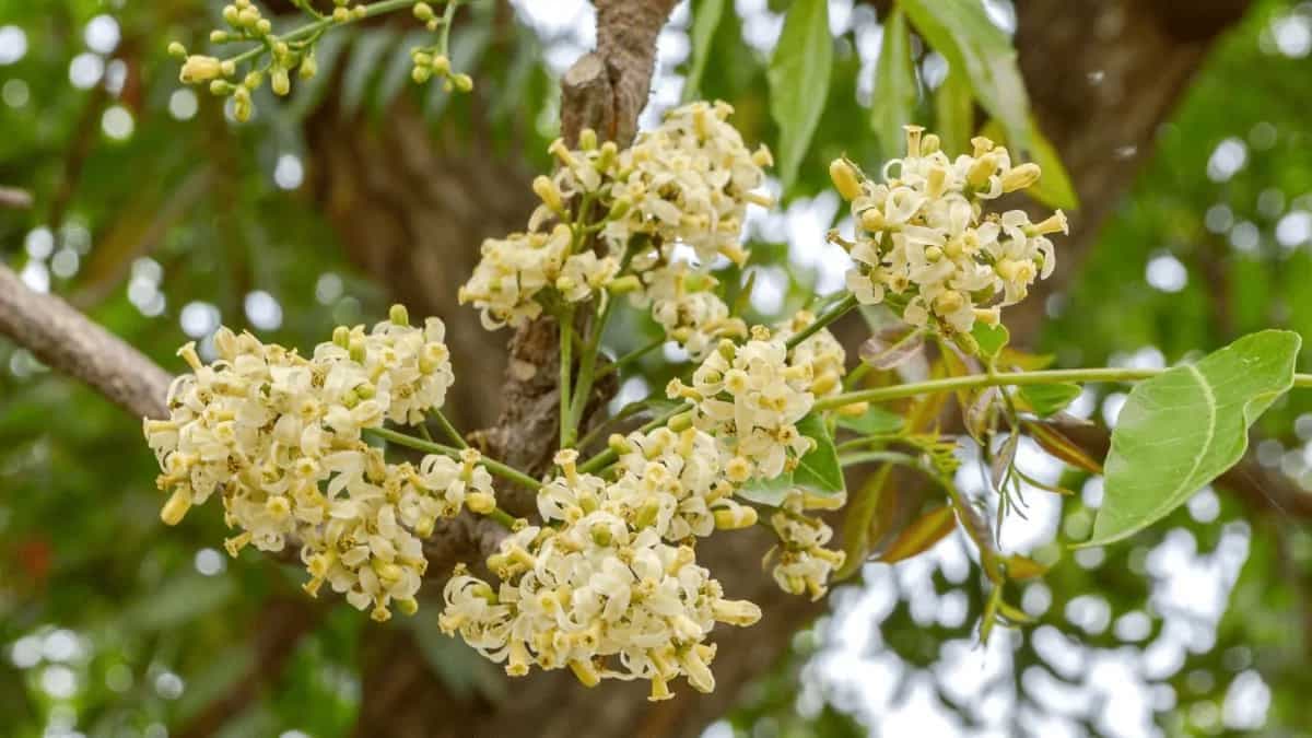 Neem Flower Sherbet: Health Benefits And How To Make It