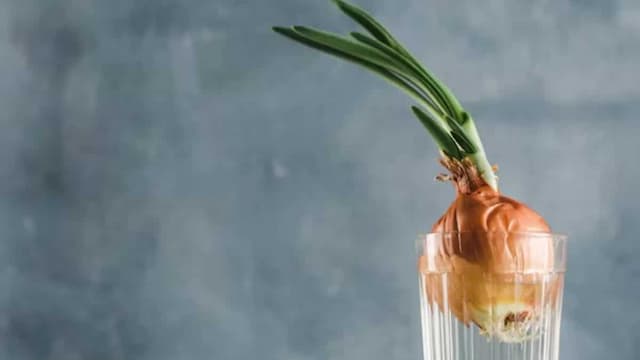 How To Grow Onions In Water: A Guide For Urban Gardeners