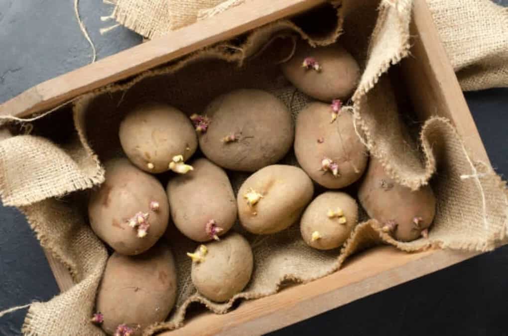 6 Tips To Preserve Freshness Of The Potatoes  