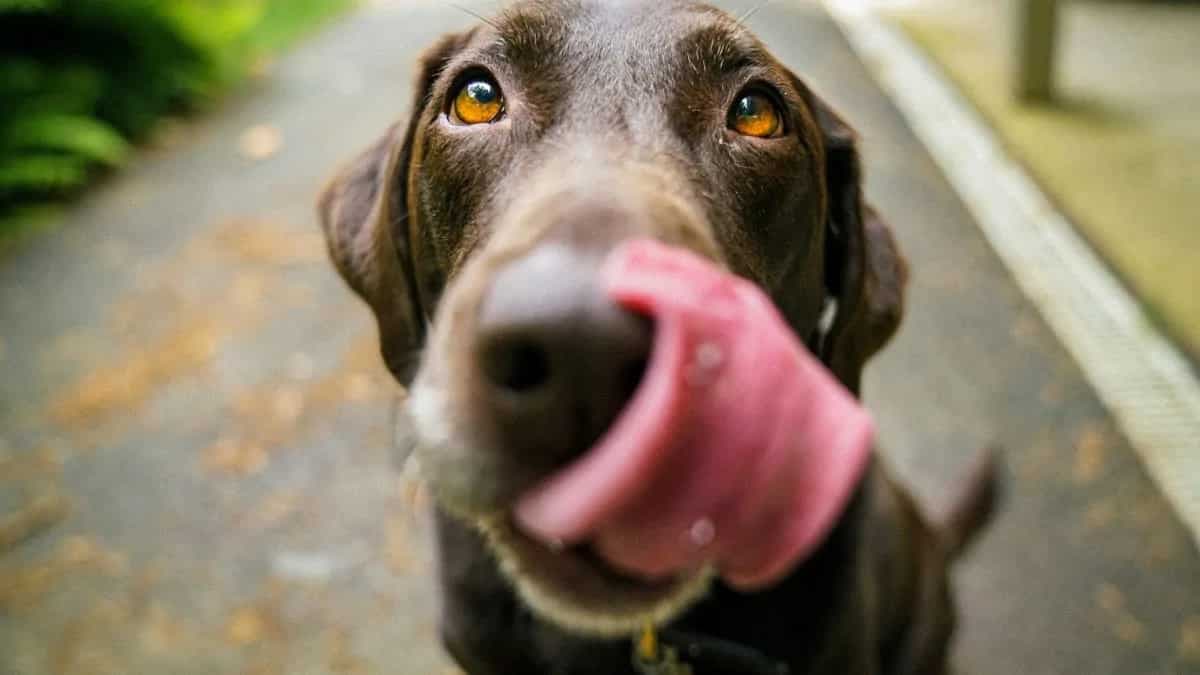 Is It Safe For Dogs To Eat Nuts? 