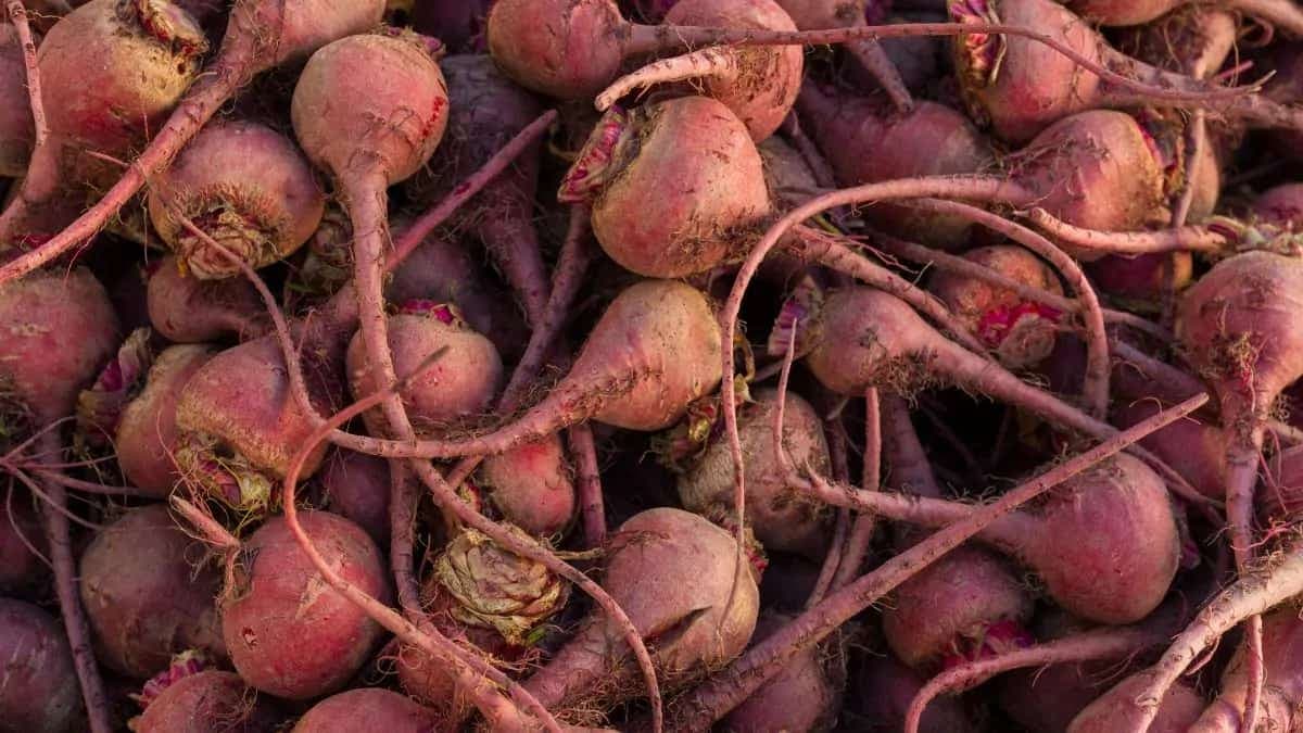 Growing Beetroot At Home: Essential Tips to Keep In Mind