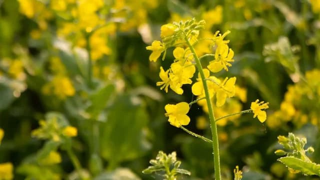 Growing Mustard At Home: Essential Tips To Keep In Mind