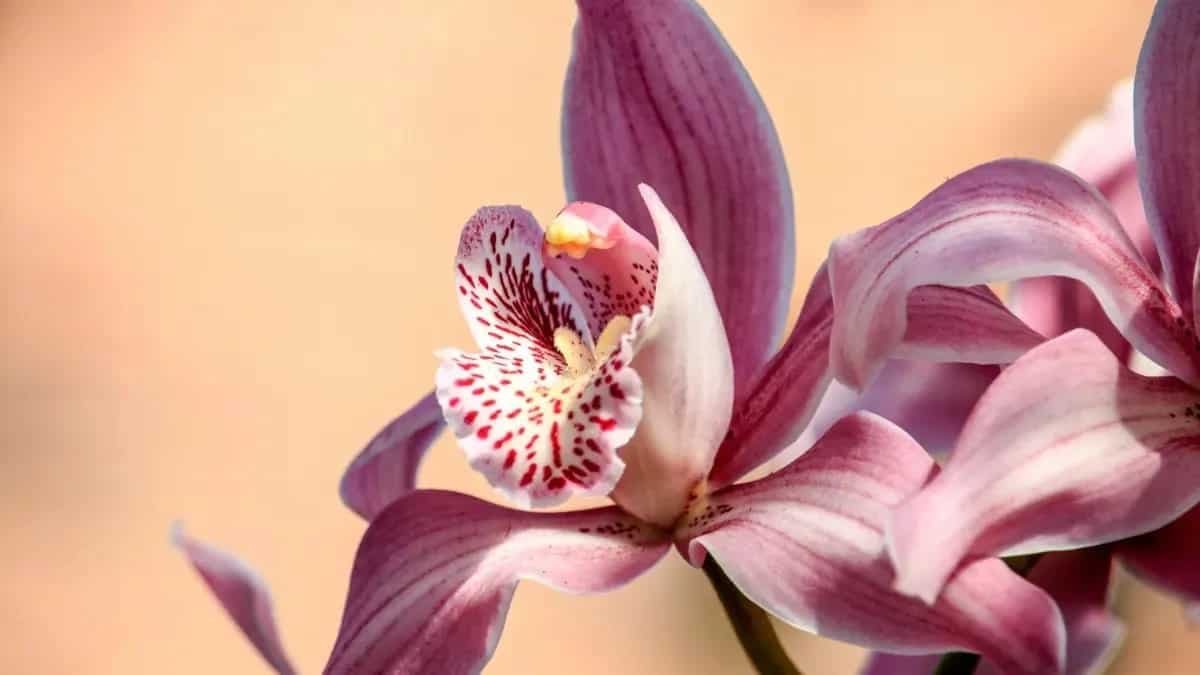 How To Look After Orchids Indoors? Care Guide and Hacks