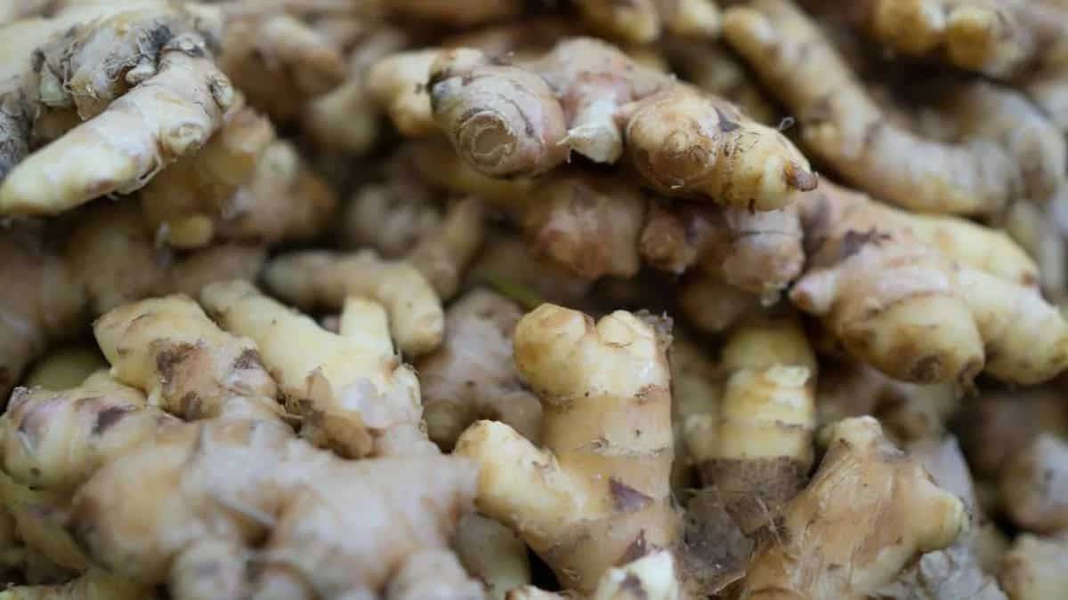 Growing Ginger At Home: Essential Tips To Keep In Mind 