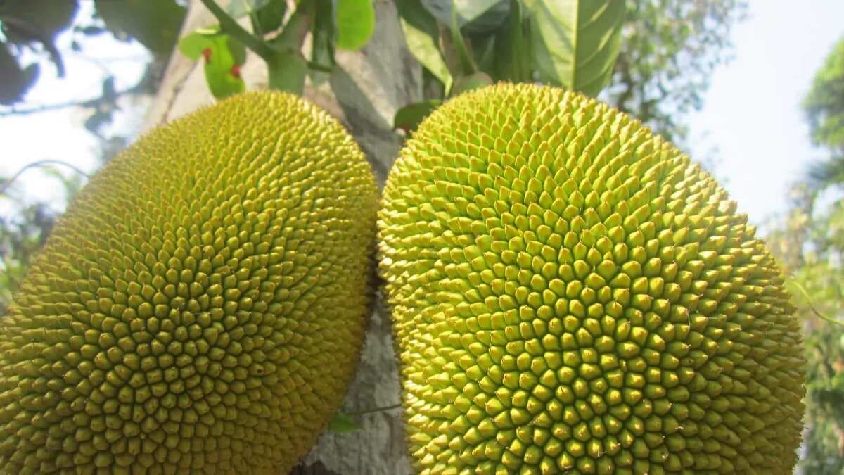 5 Health Benefits Of Jackfruit That Make It A Superfood