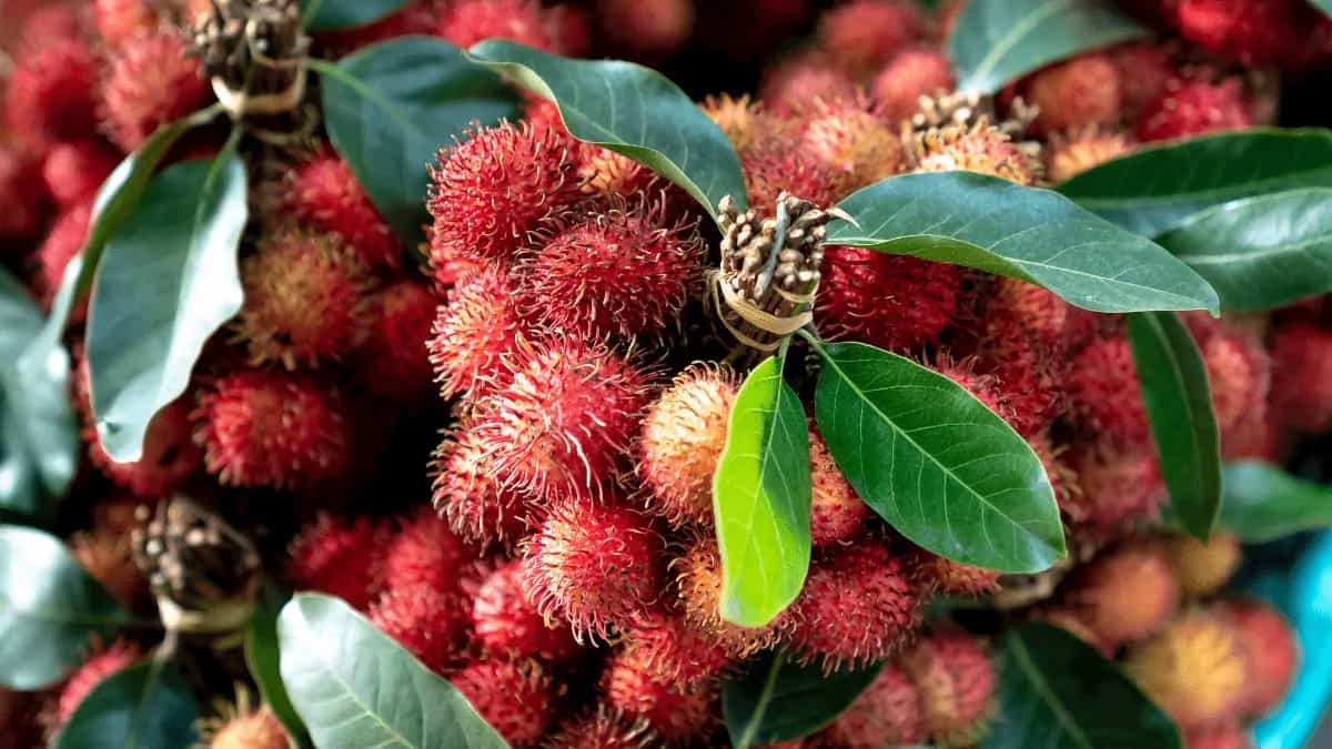 Rambutan Fruit: Here Are 6 Ways It Benefits Your Skin Health