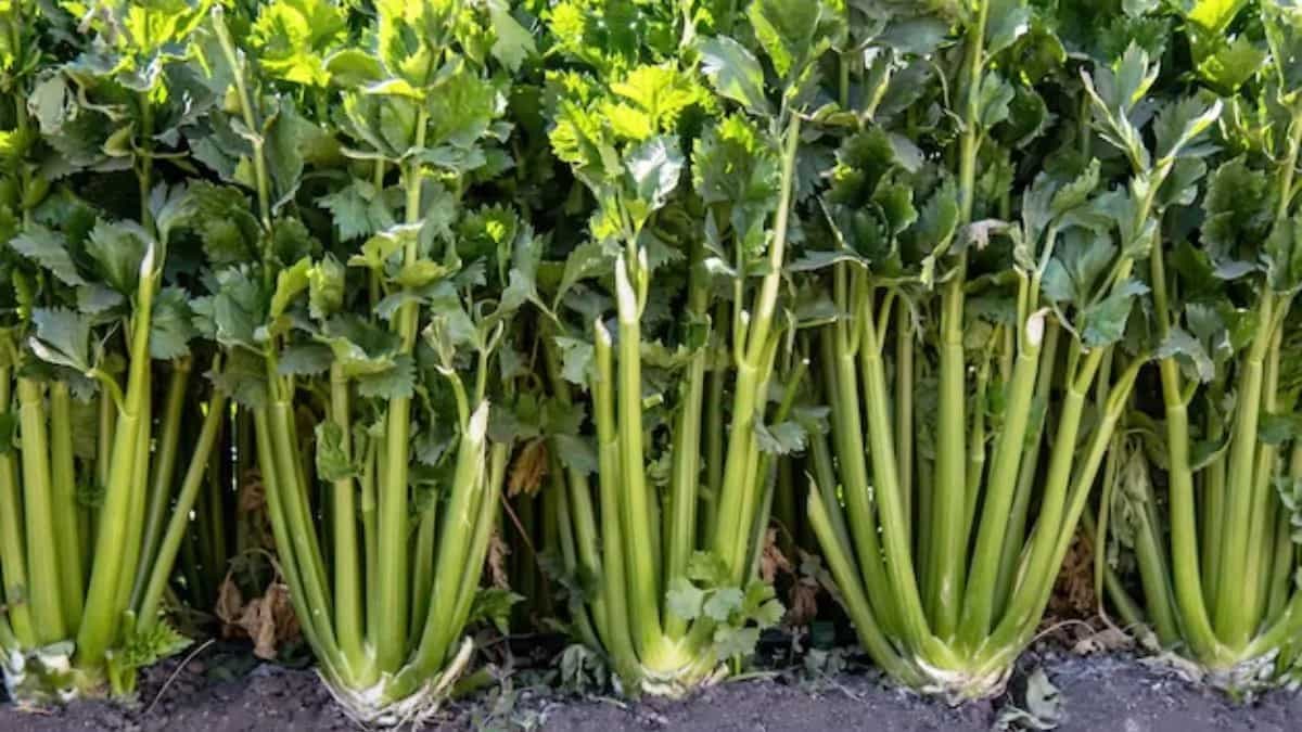 How To Grow Celery In Your Kitchen Garden At Home