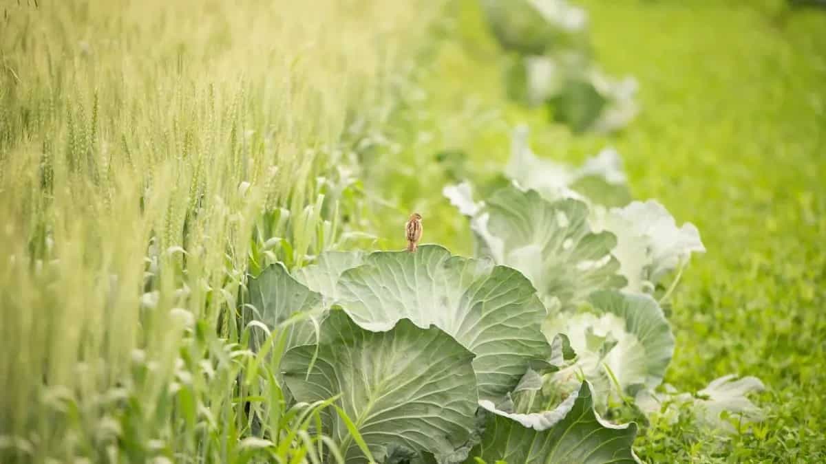 How To Grow Cabbage From The Seed In Your Kitchen Garden