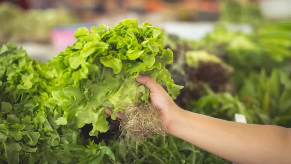 Home Gardening: 7 Fast-Growing Vegetables You Should Know About