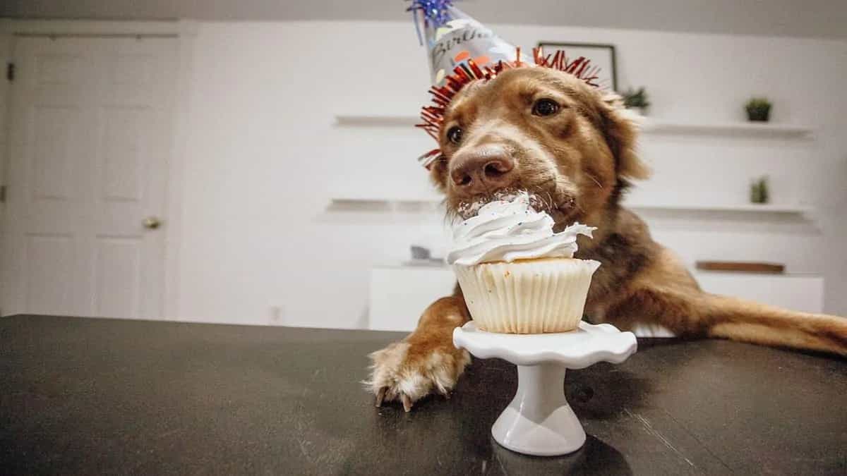 Treat Your Furry Friend To This Pawfect Cake, Recipe Inside