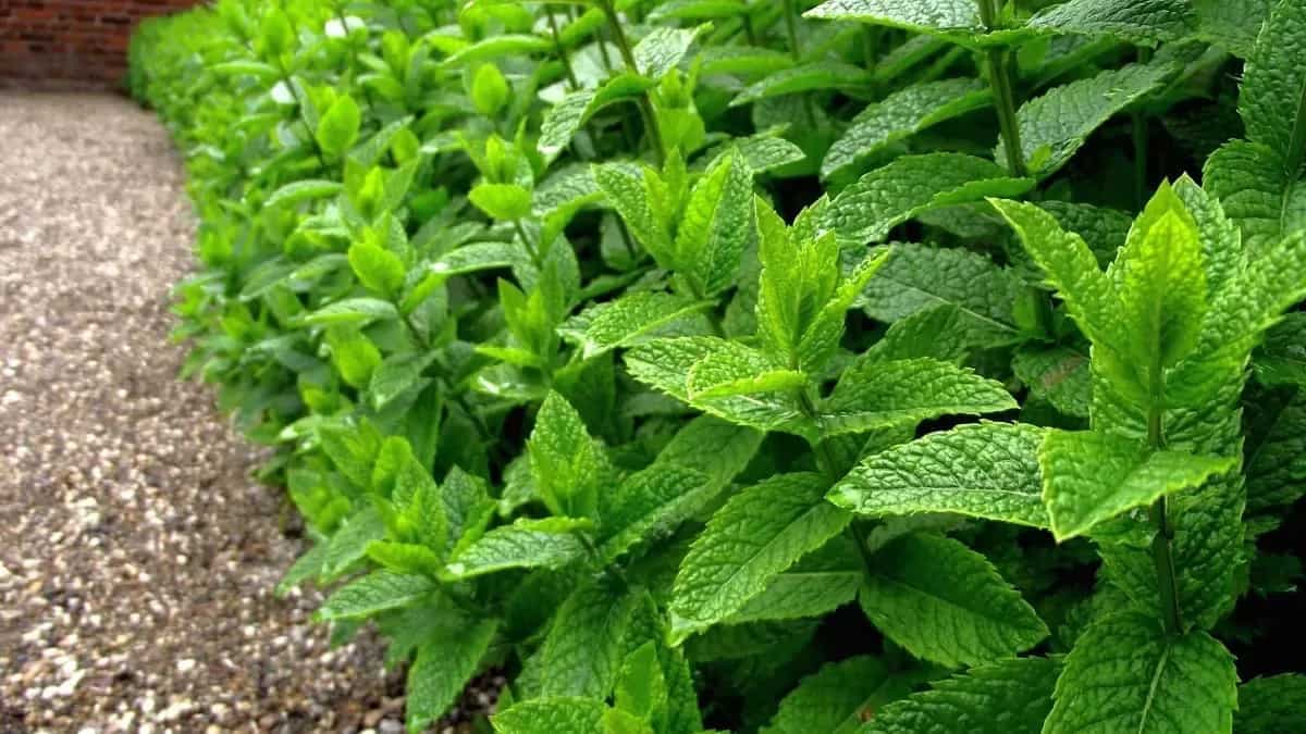 Growing Chocolate Mint: Easy Hacks And Care Guide For Gardening