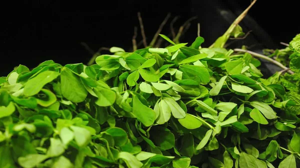 Herb Guide 101: Know About 6 Kasuri Methi Benefits