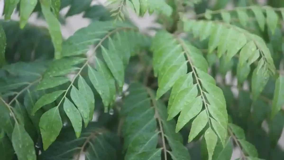 Tracing The History And Uses Of Curry Leaves, A Fragrant Staple