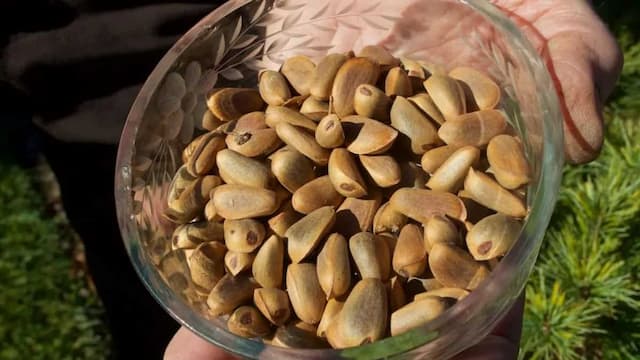 5 Creative Uses For Pine Nuts In Your Dishes