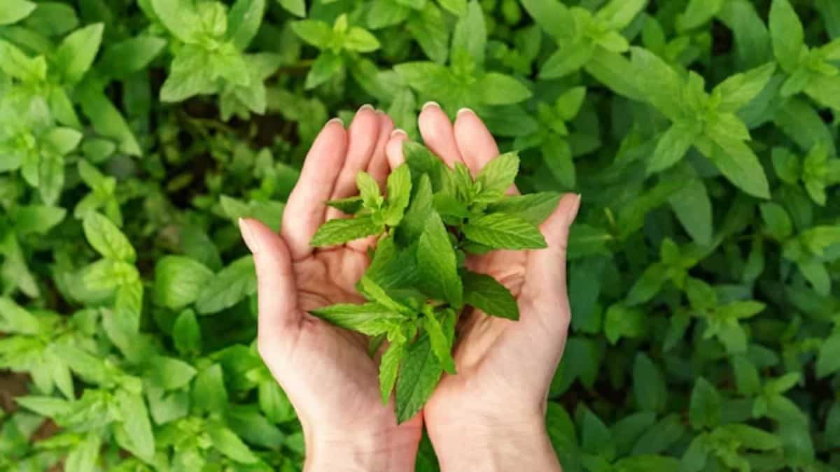 How To Grow Spearmint From Seed At Home