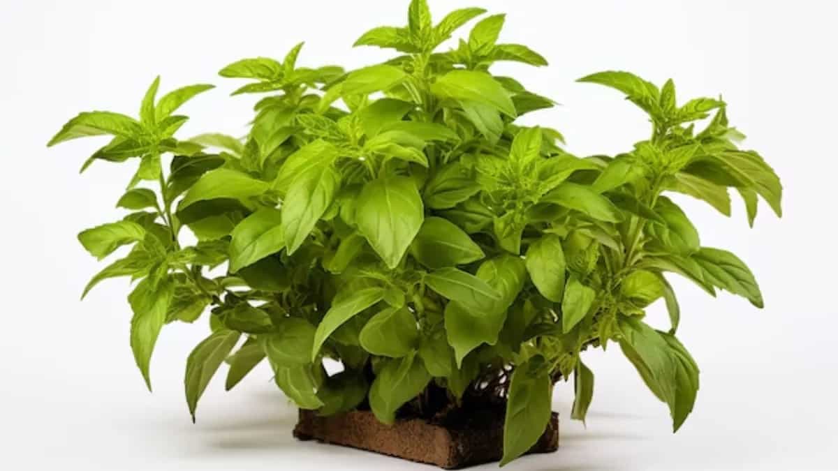 Holy Basil: 4 Tips To Keep Your Tulsi Plant Thriving In Monsoon