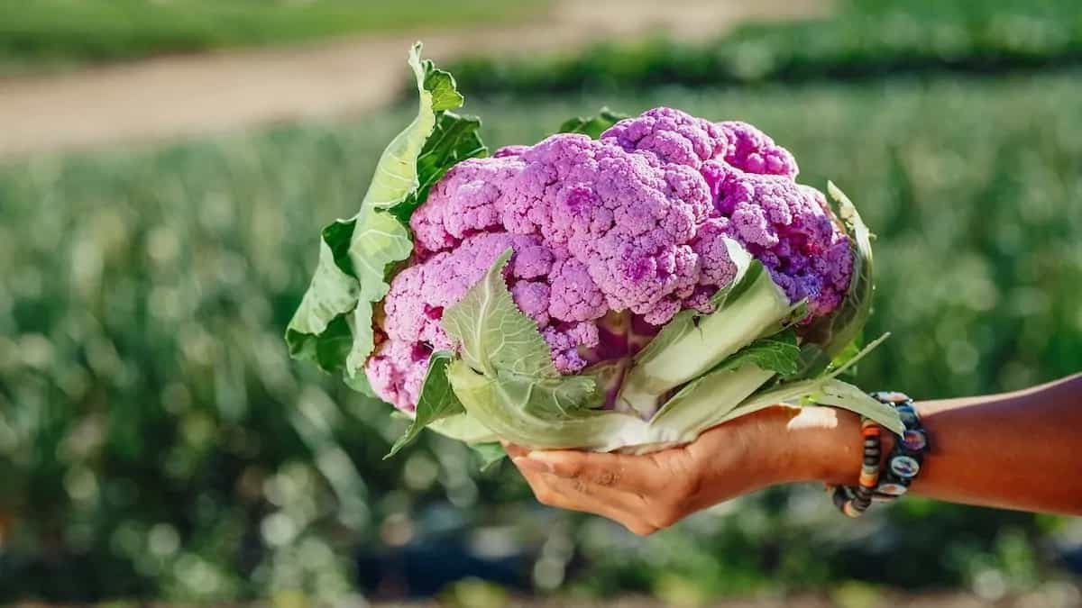 Cauliflower, The Man-Made Vegetable With A Fascinating History 