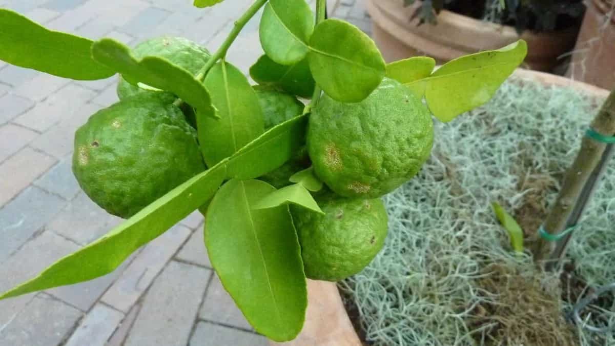 Gondhoraj Lemon Vs Kaffir Lime: Differences and Similarities