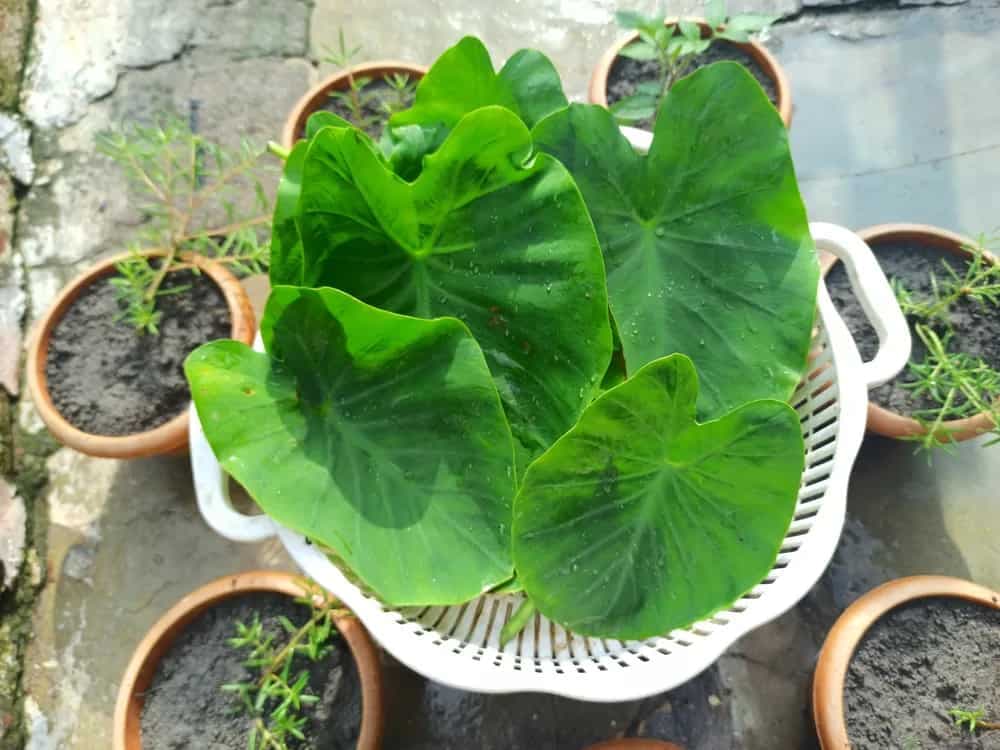 Arbi Ke Patte: Know The Benefits of This Humble Green Veggie
