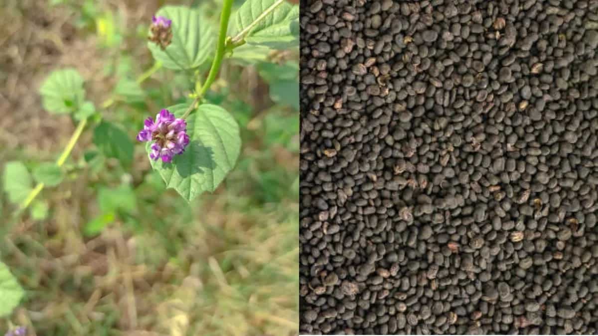 Bakuchi Herb: Exploring It's Health Benefits