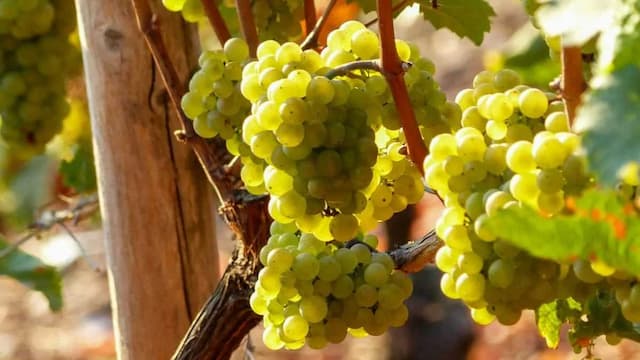 Growing Grapes At Home: Essential Tips To Keep In Mind