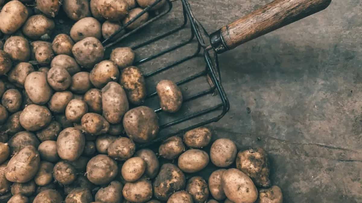 Grow Baby Potatoes At Home: Essential Tips To Keep In Mind