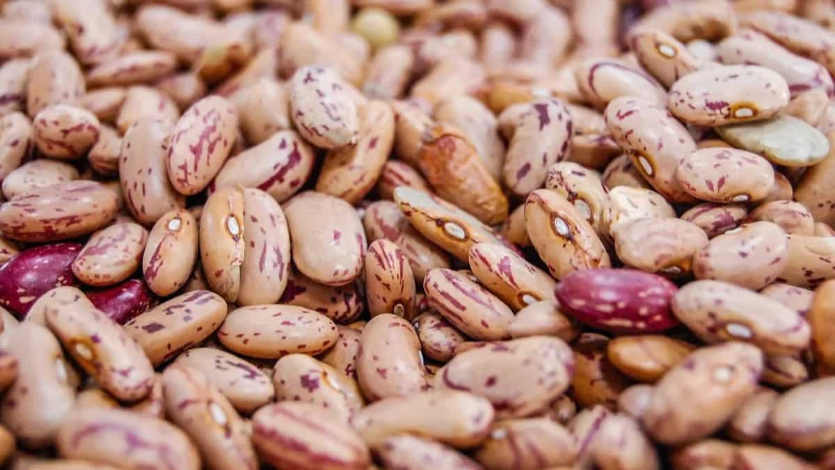 Pinto Bean Benefits: Improving Gut Health and Weight Loss