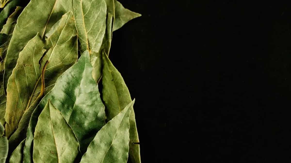 Grow Bay leaf (Tej Patta) In Container: Tips For Urban Gardeners