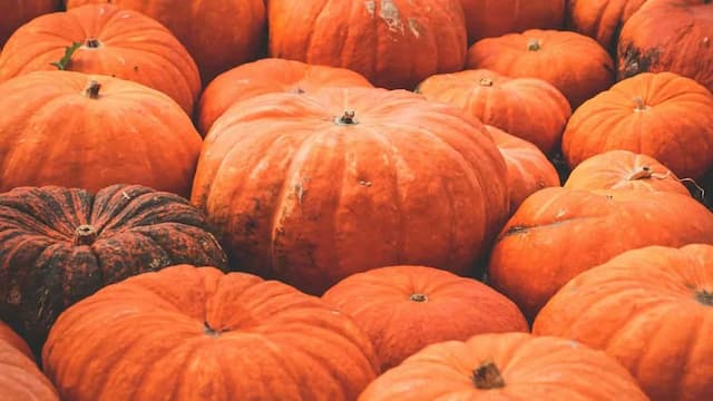 History Of Pumpkins: From Ancient Soups To Modern Spiced Lattes