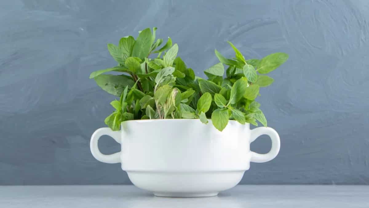 Growing Mint In A Container: Tips To Plant This Herb 