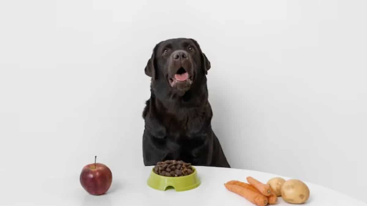 Keep Your Senior Dog Healthy With These Homemade Food Ideas