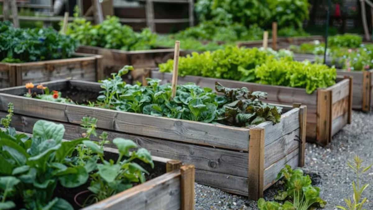 Tips To Remember While Starting A Kitchen Vegetable Garden